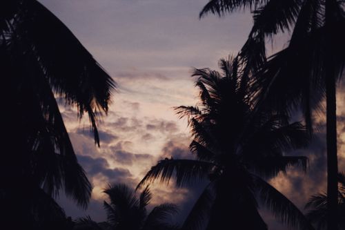 Free Silhouetted tropical palm trees against a dramatic and moody evening sky with dark clouds. Stock Photo