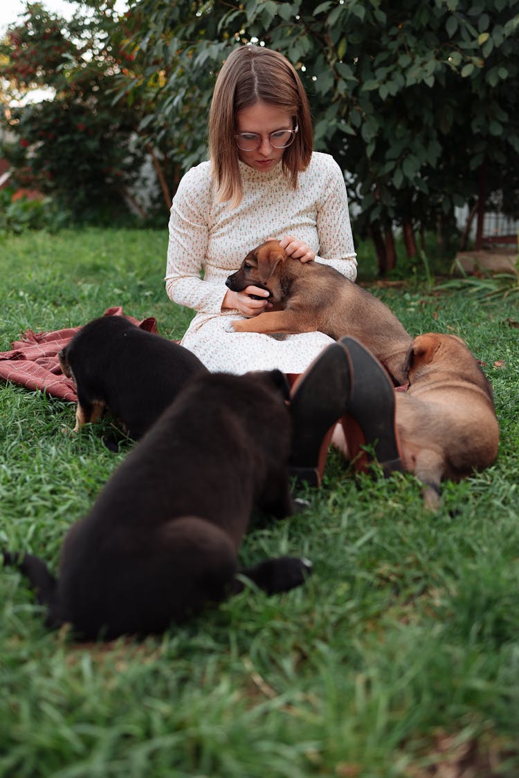 Puppies Playing With Their Owner