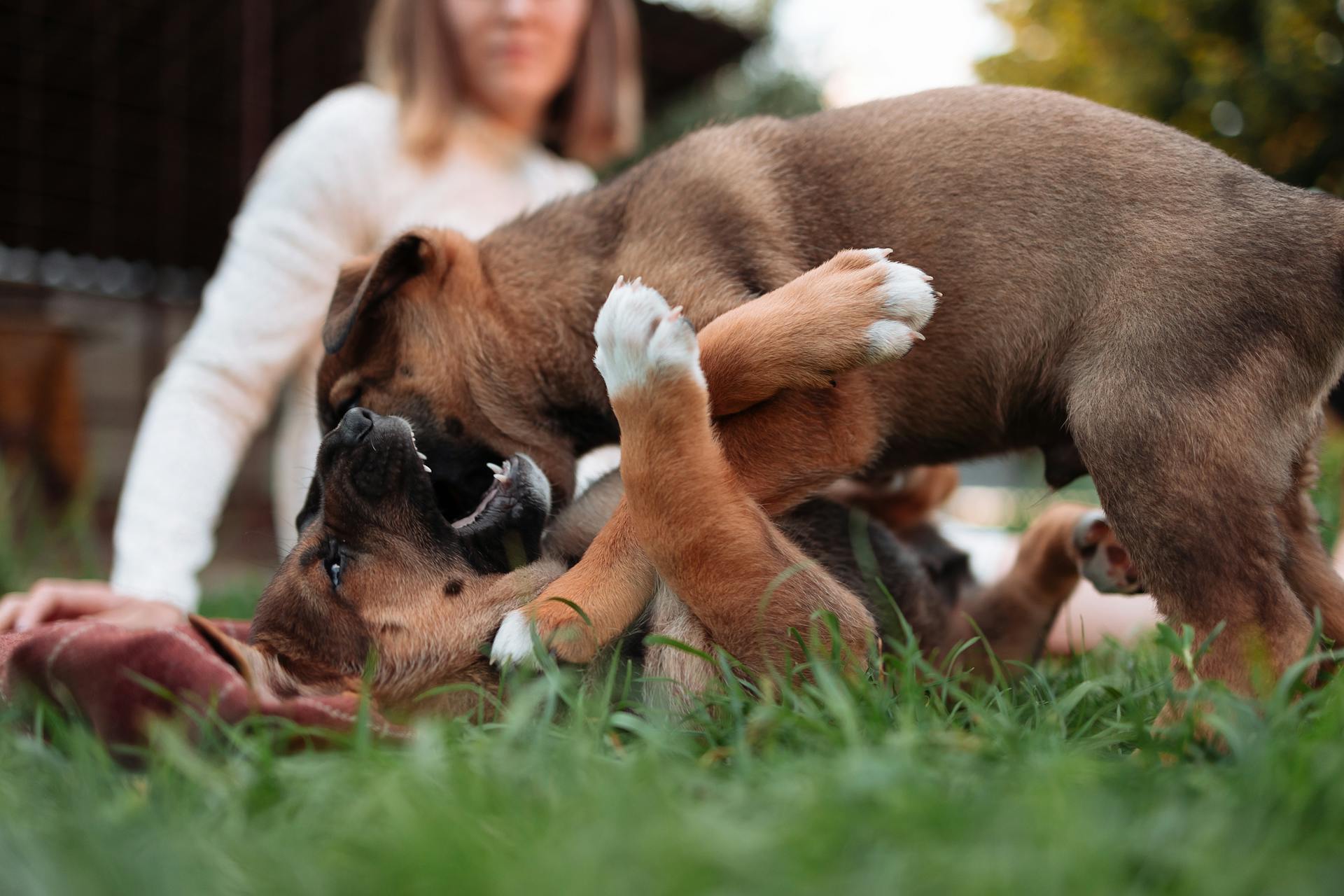 Puppy's die met elkaar spelen