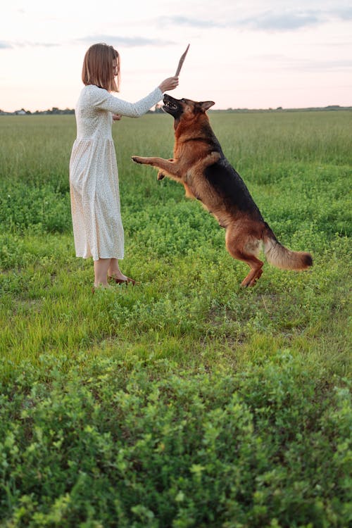 Alman çoban Köpeğiyle Getirme Oynayan Bir Kız