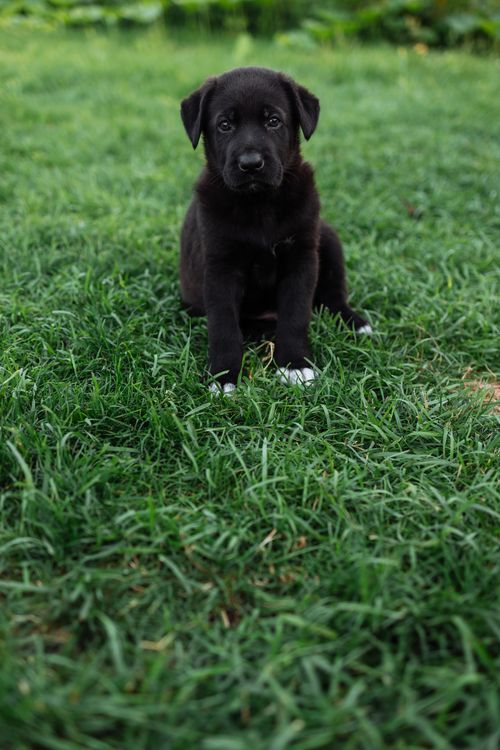 Puppy sitting on green lawn