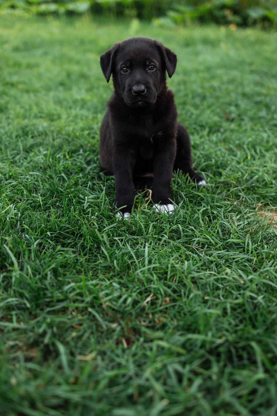 Cute puppy sitting on a green lawn