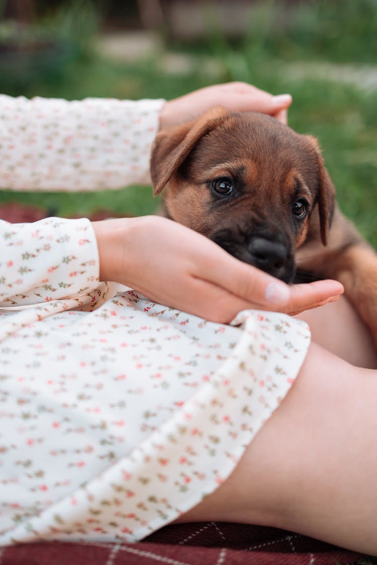 A Cute Puppy Eating From The Person's Hand