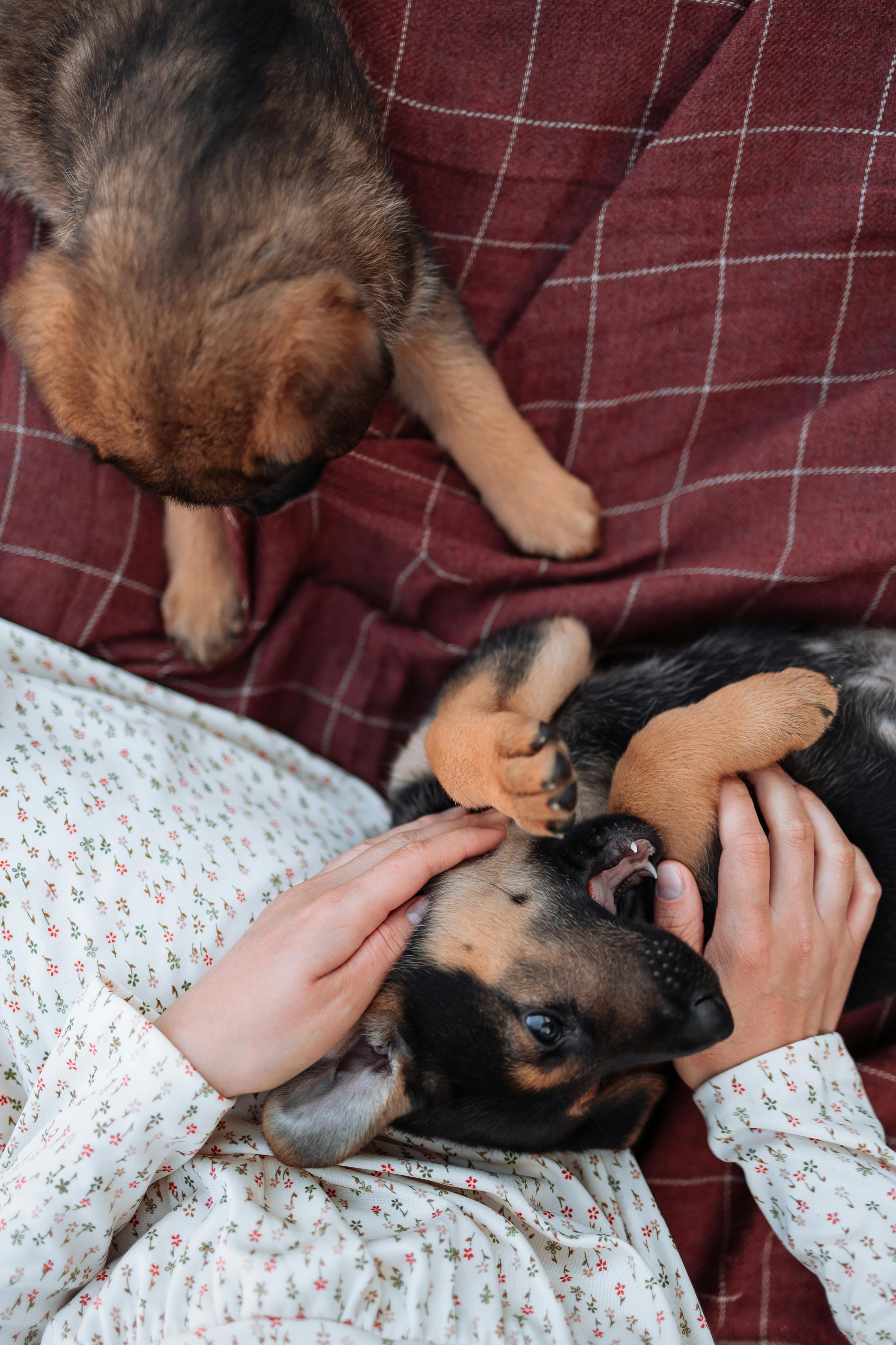 german shepherd and baby sleeping