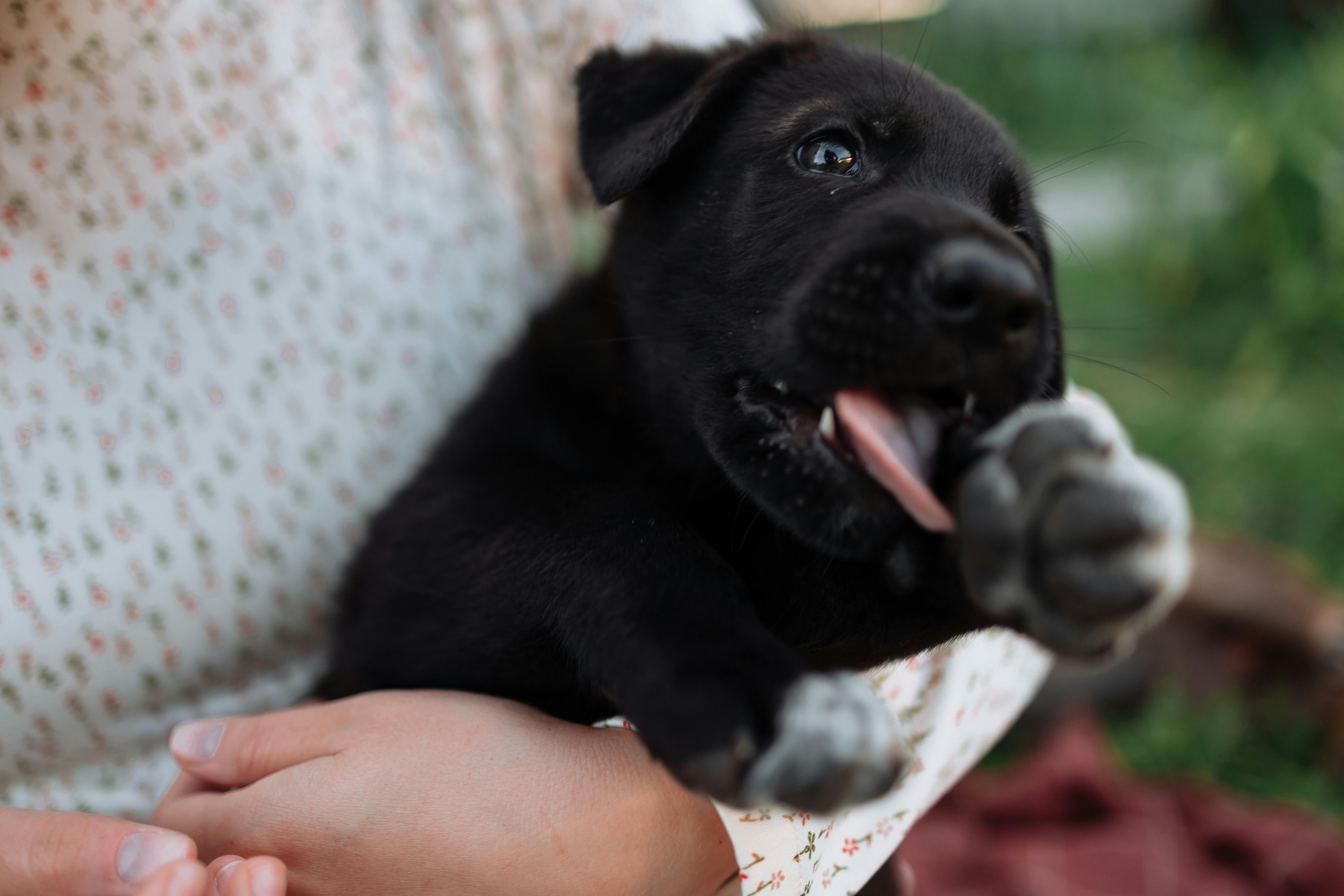 A Cute Black Puppy