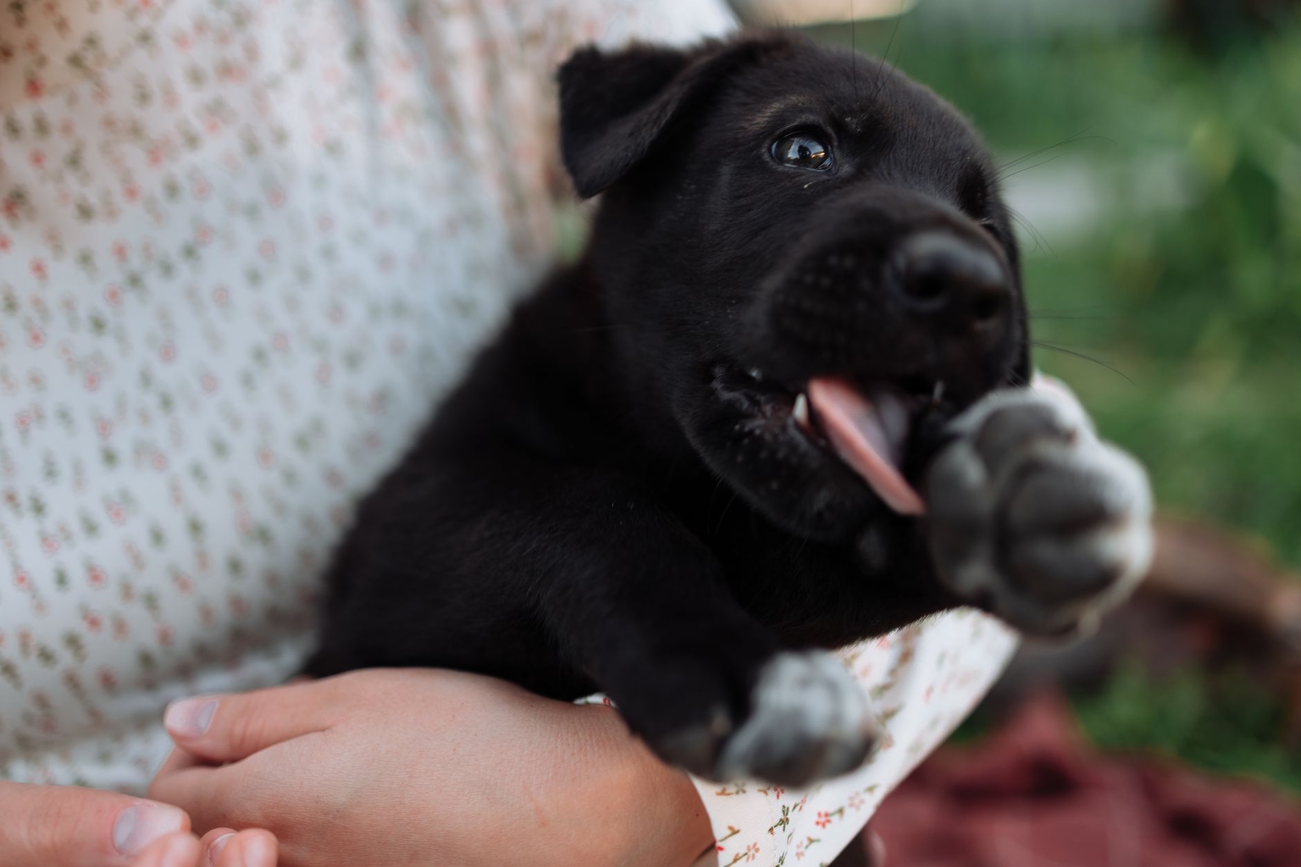 Stop The Itch: Proven Home Remedies For Dogs Scratching And Biting Paws