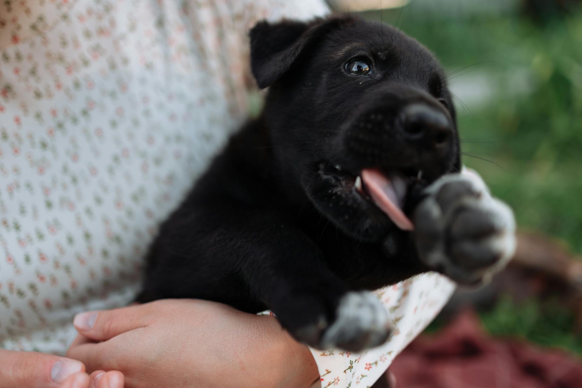 Een schattige zwarte pup