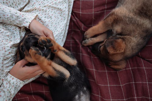 Free Two energetic puppies playing and snuggling on a warm, cozy blanket. Stock Photo