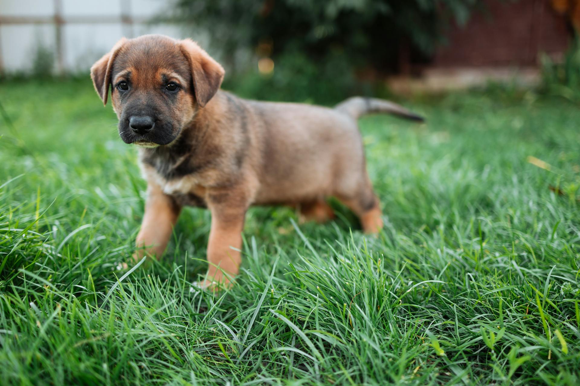 Un chiot à pelage court brun et noir court sur un champ vert