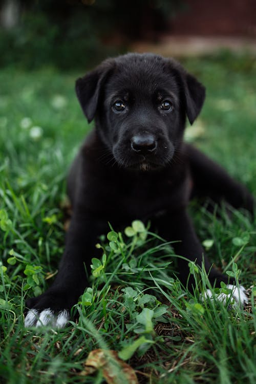 Un Adorable Chiot Noir