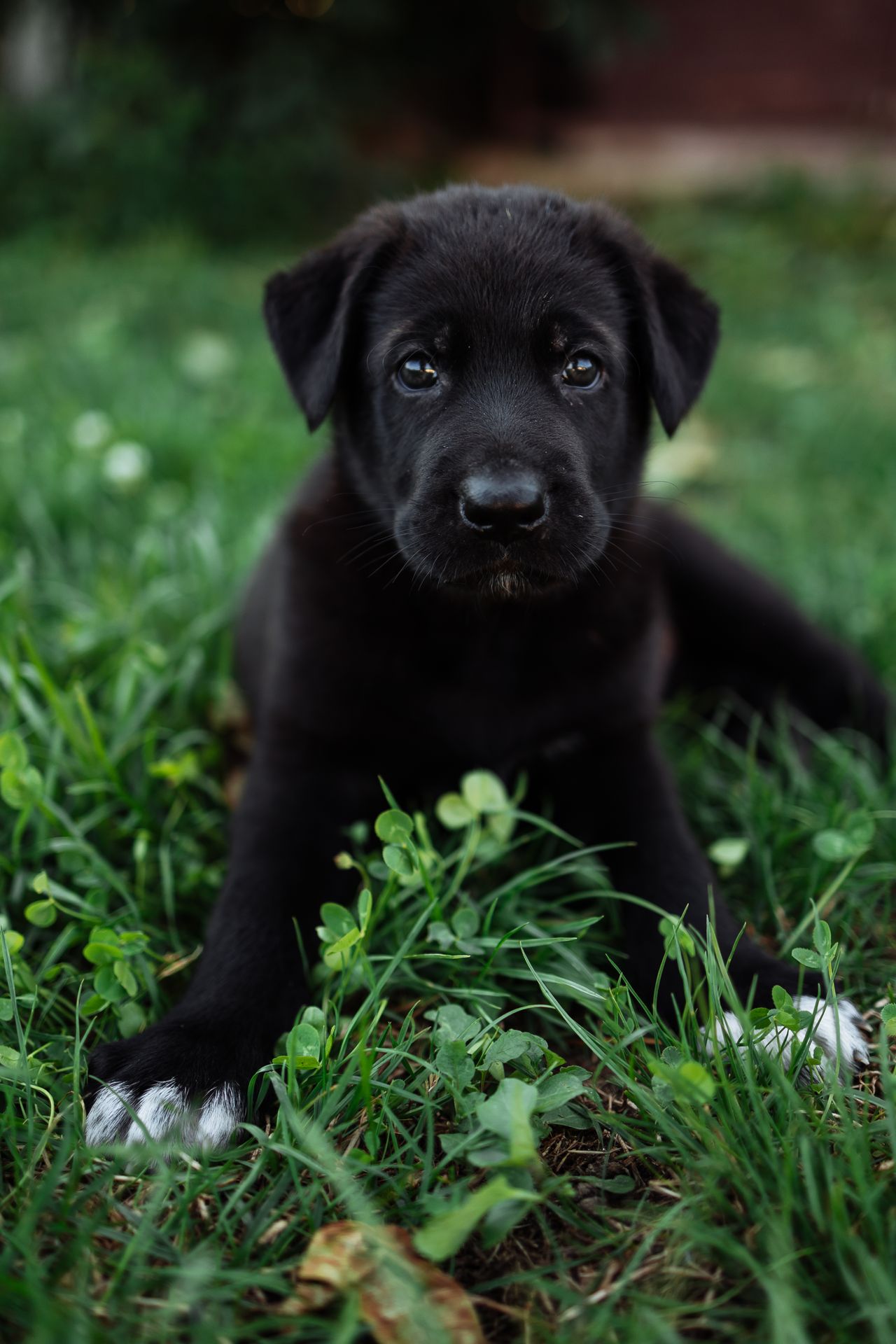 An adorable black puppy
