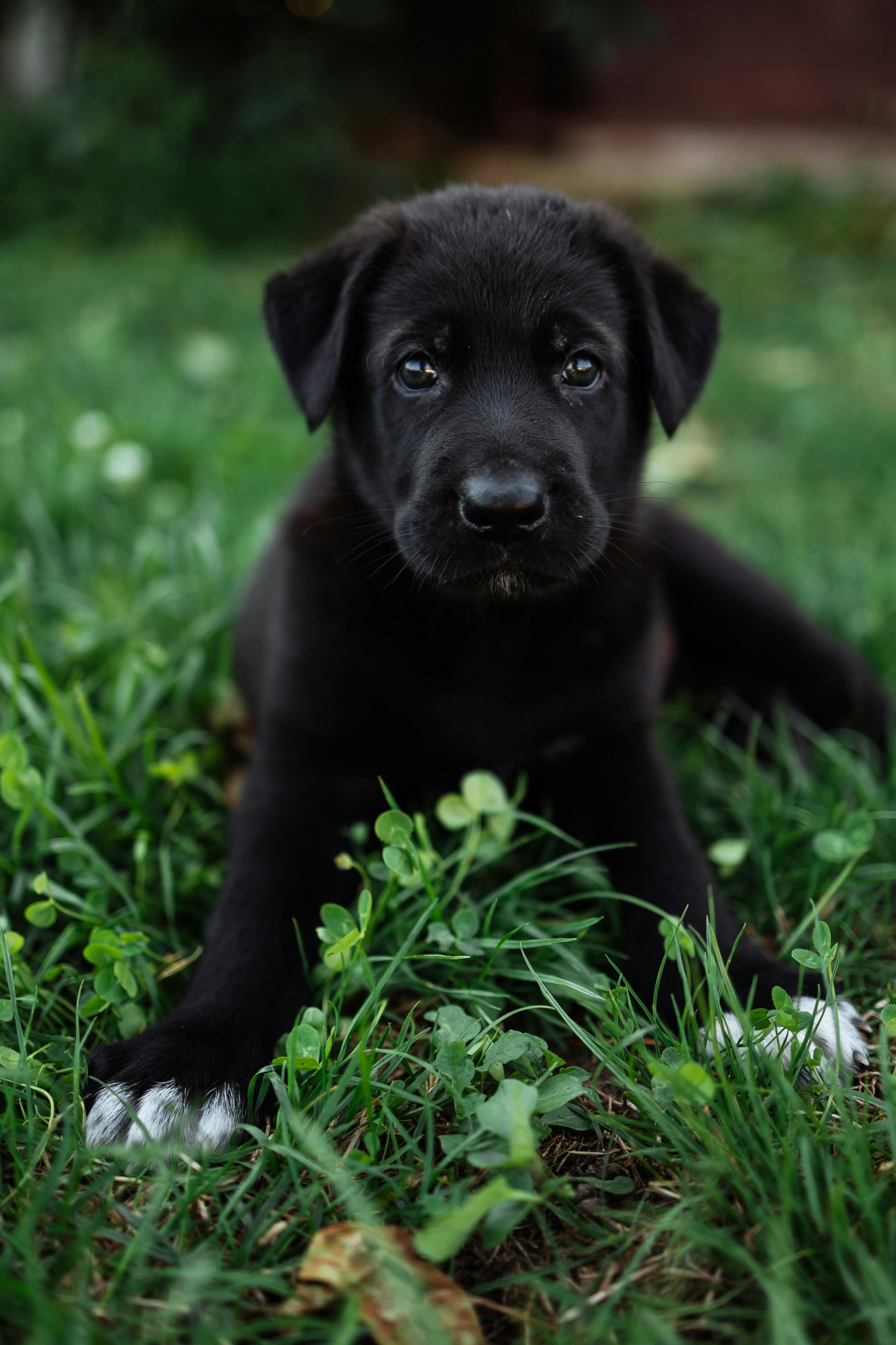 An Adorable Black Puppy · Free Stock Photo