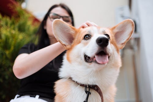 A Woman Patting Her Corgi on the Head