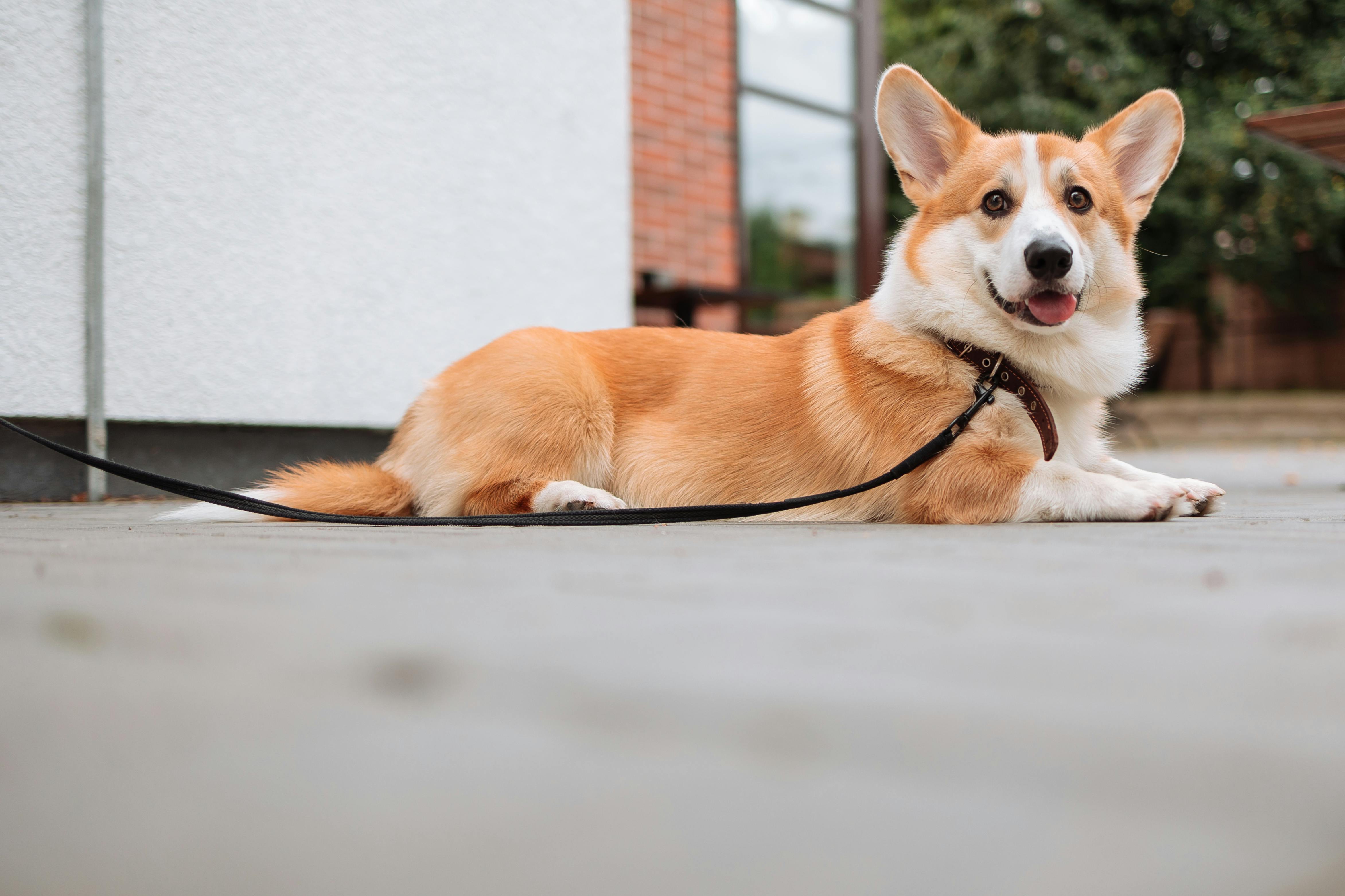 A Cute Corgi on a Leash