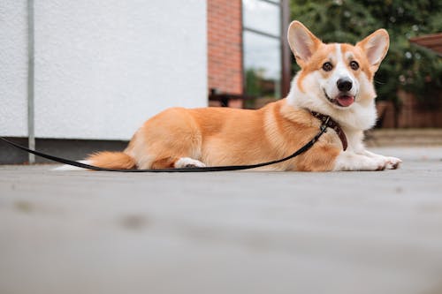 A Cute Corgi on a Leash