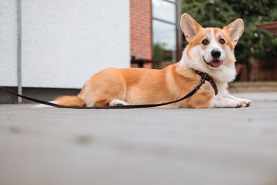 Corgi resting outdoors