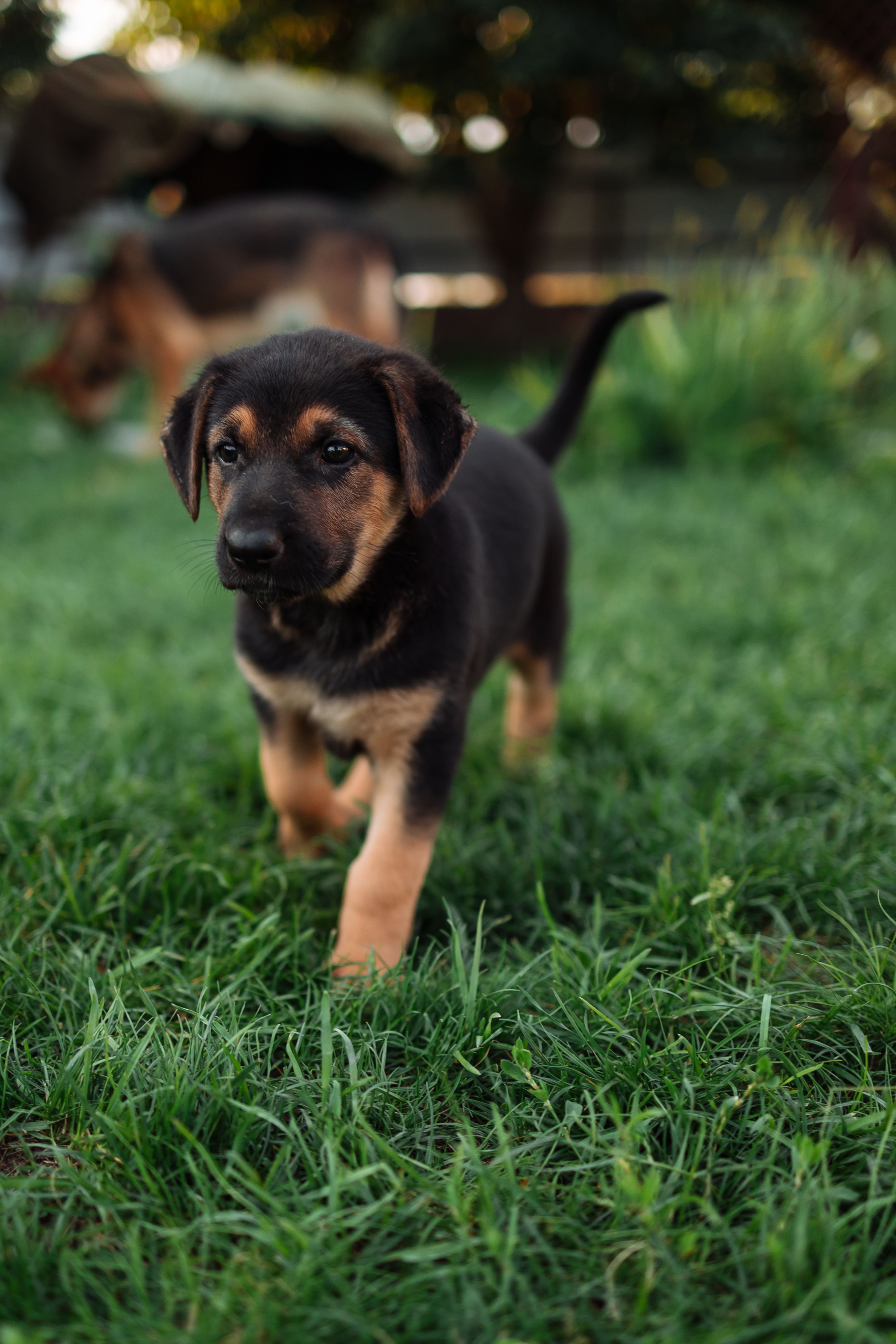 Affordable Puppies For Sale In Hervey Bay: Responsible Buying Guide