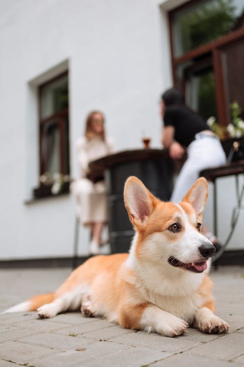 Een Pembroke Welsh Corgi Liggend Op Zijn Buik Op Een Straatsteen