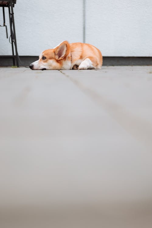 An Adorable Corgi Lying on the Floor