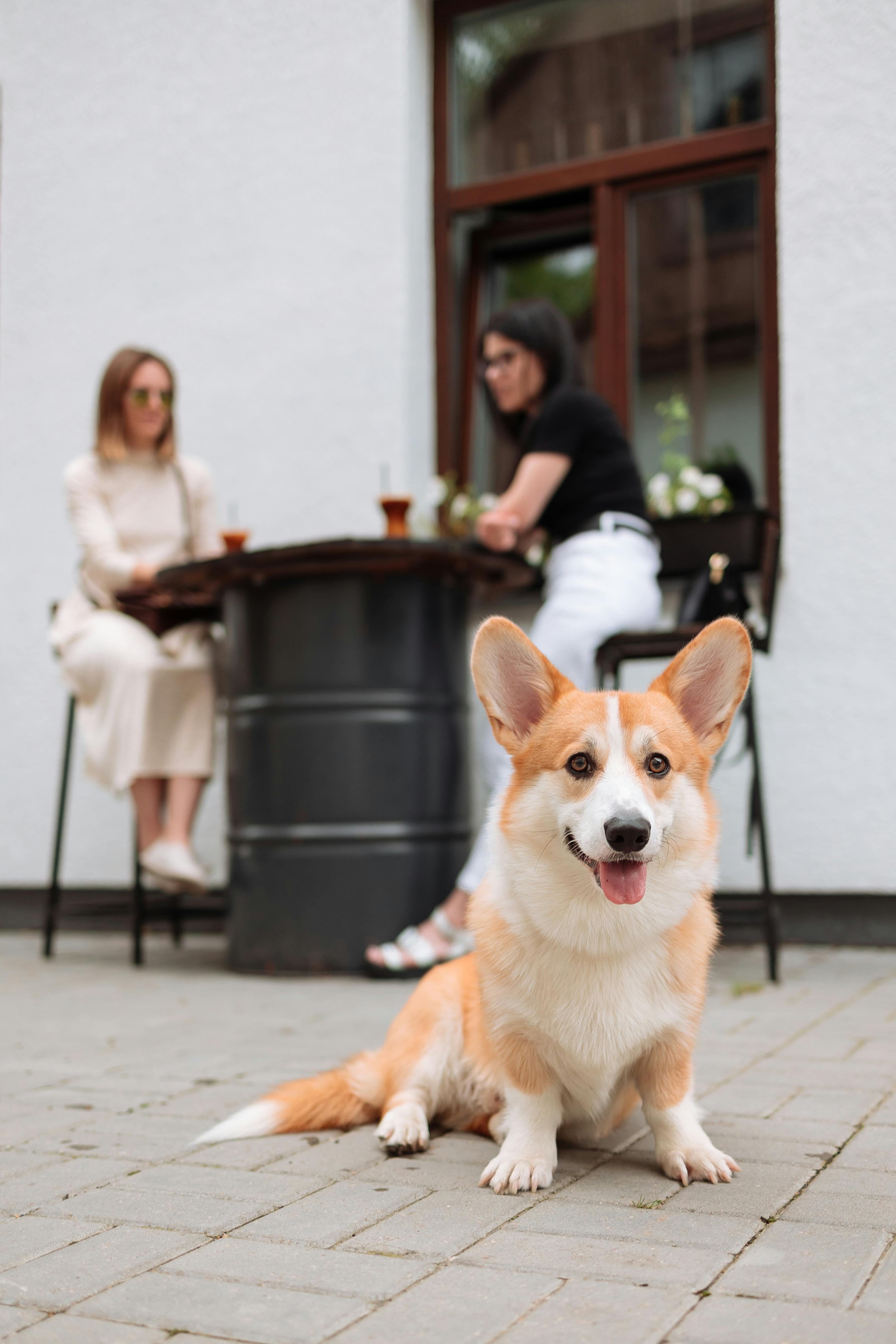 White clearance corgi mix