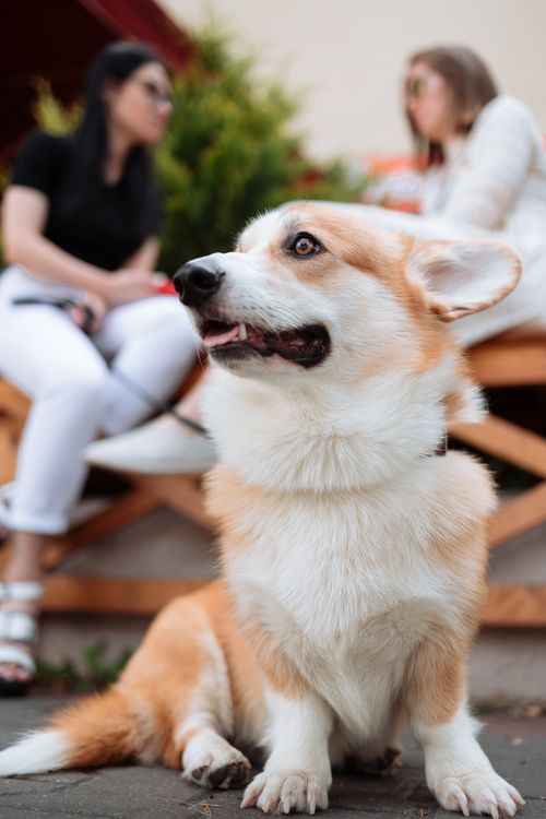 Free Cute Corgi dog sitting outside with two women at a table. Perfect pet lifestyle moment. Stock Photo
