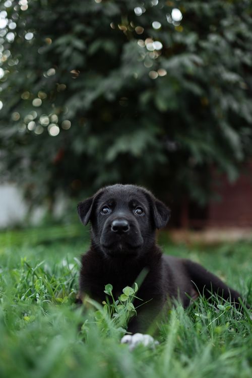 Free Charming black puppy resting on lush green grass, looking at the camera with a blurred background. Stock Photo
