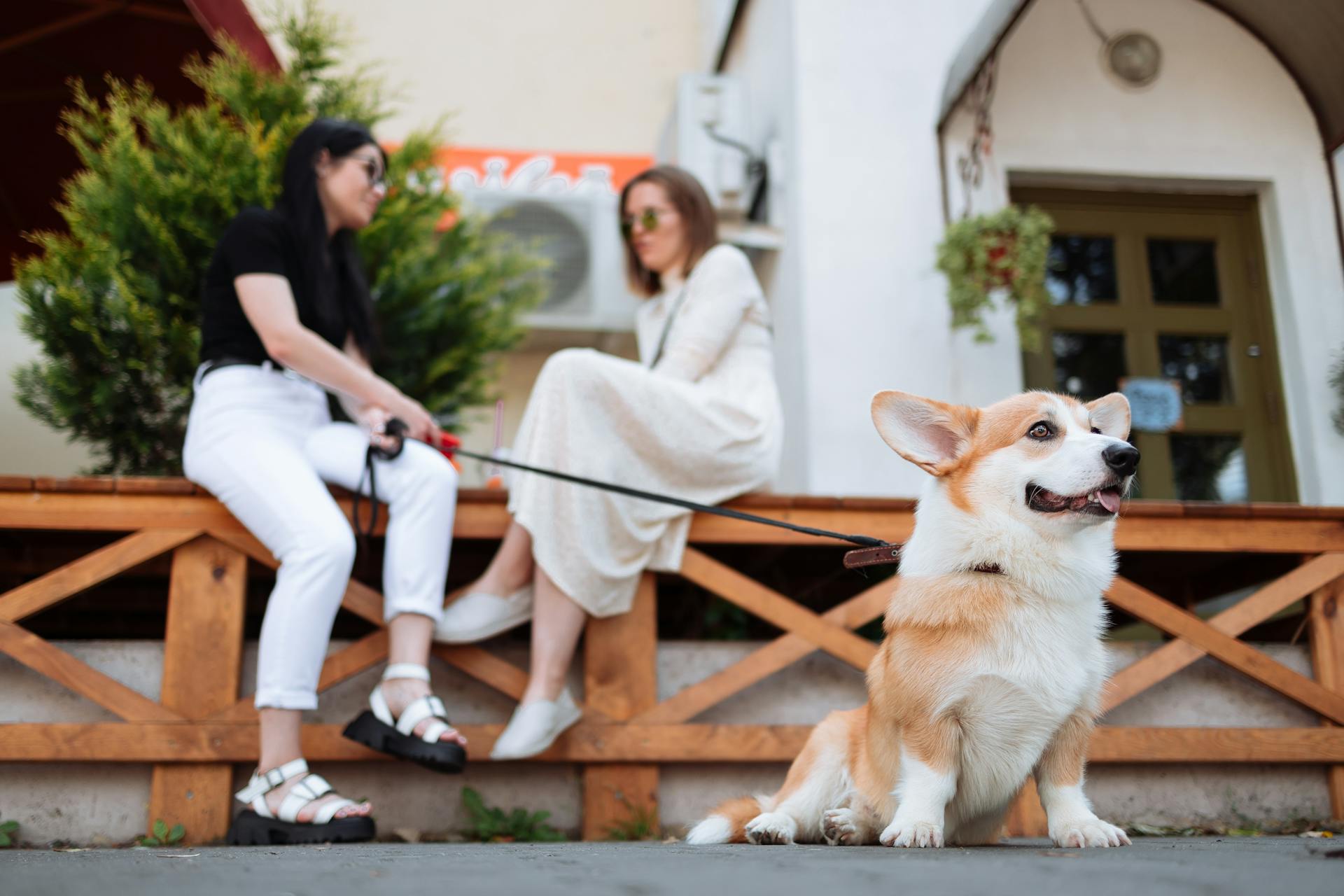 Un charmant corgi en laisse