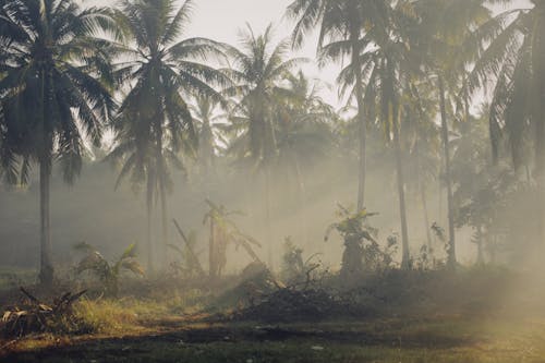 Fotobanka s bezplatnými fotkami na tému exteriéry, fotografia prírody, kokosové palmy