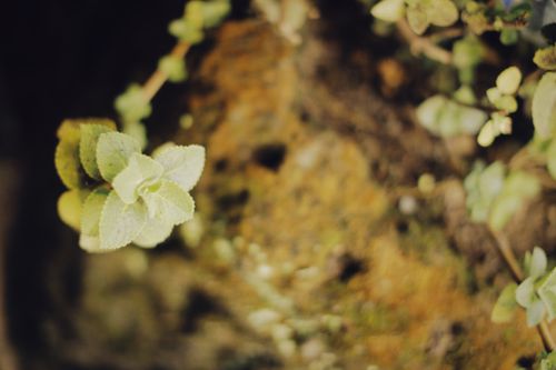 Free Delicate green leafy plant close-up with a dreamy, soft focus background, highlighting nature's subtle beauty. Stock Photo