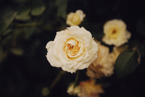 Free A Beautiful White Rose in Close-up Photography Stock Photo