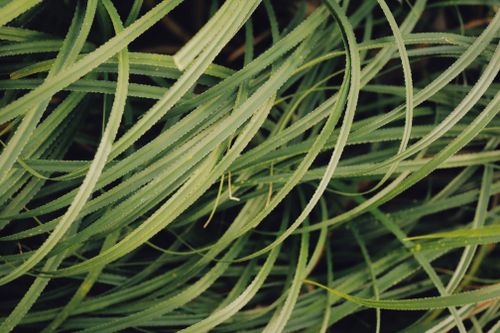 Free A detailed macro shot of lush green grass blades with sharp texture, perfect for nature backgrounds. Stock Photo