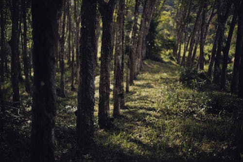 Immagine gratuita di alberi alti, ambiente, boschi