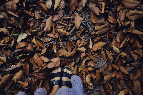 A Person Wearing Black Sandals Standing on the Ground Full of Dried Leaves
