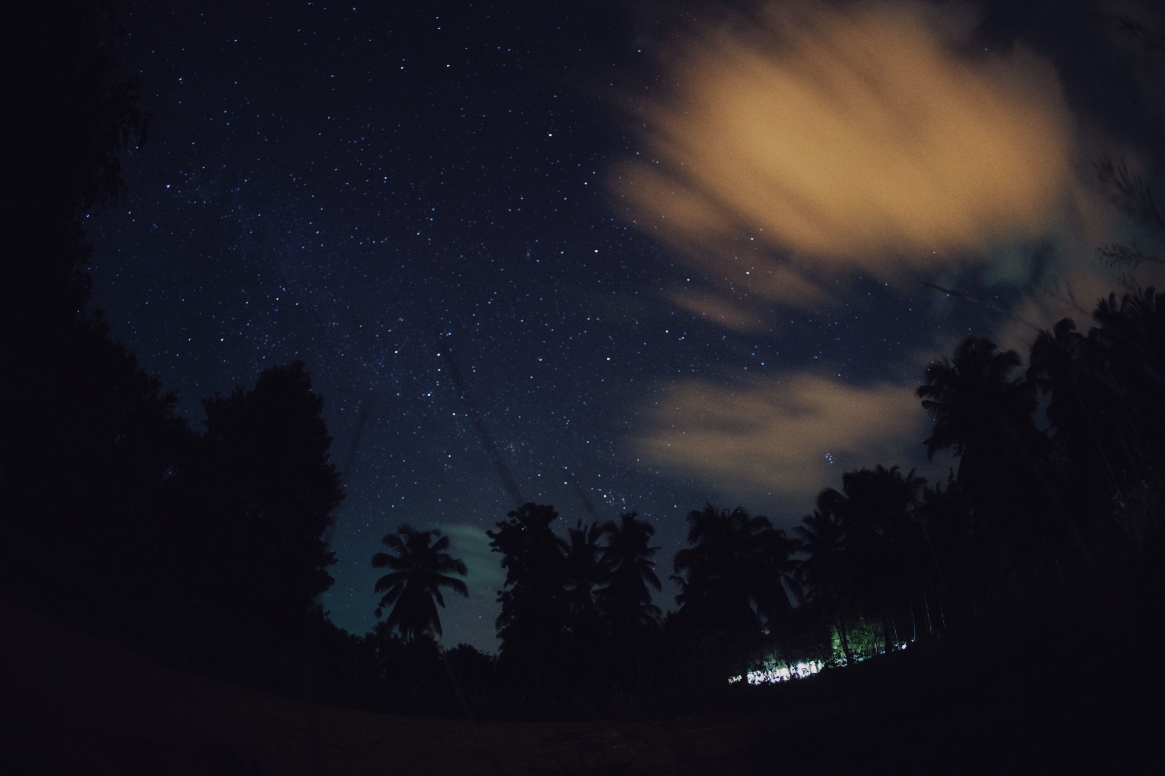 Silhouette of Trees Under Starry Sky · Free Stock Photo