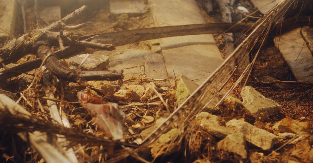 How to kill bamboo tree roots