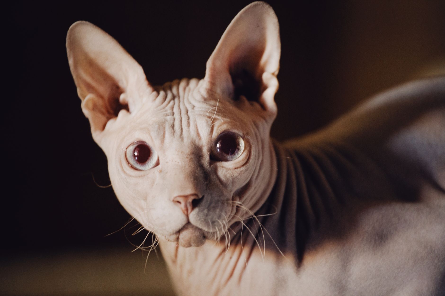 2. The Sphynx: The Heat-Seeking Velcro Companion