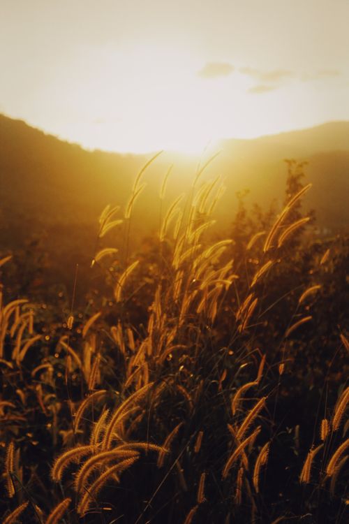 Free Sunlit grass glowing at sunset, creating a calming rural scene. Stock Photo