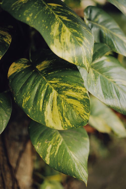 나뭇잎, 노란색, 녹색의 무료 스톡 사진