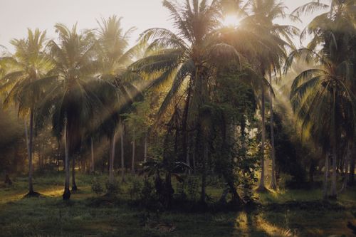 Free Sunlight filtering through palm trees in a lush tropical forest, creating a tranquil atmosphere. Stock Photo
