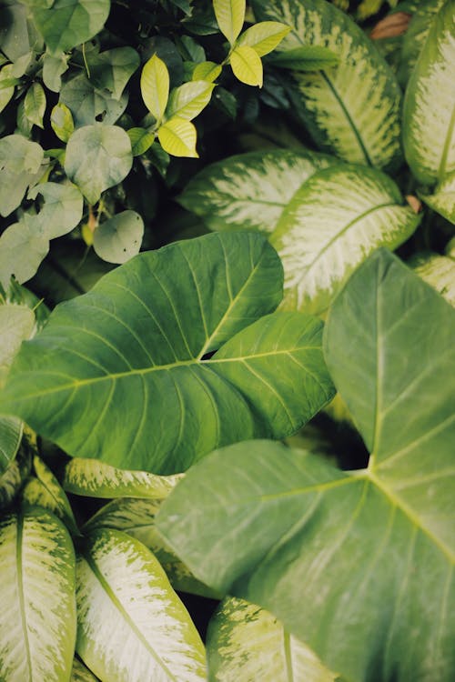 Green Plants Leaves in Ground