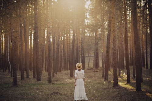 Immagine gratuita di adulto, albero, capelli castani