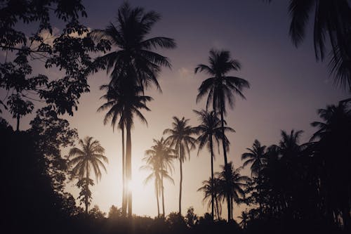 無料 ココナッツの木, シルエット, 太陽の無料の写真素材 写真素材