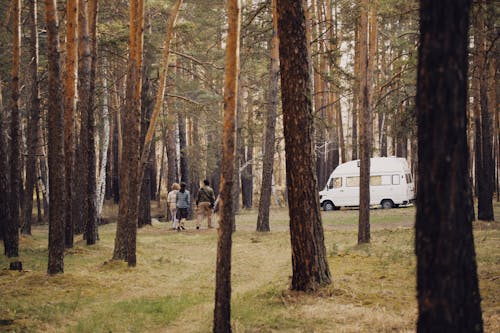 Free stock photo of autumn, beauty in nature, camping