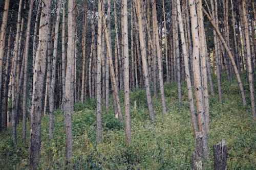 Plants under Trees