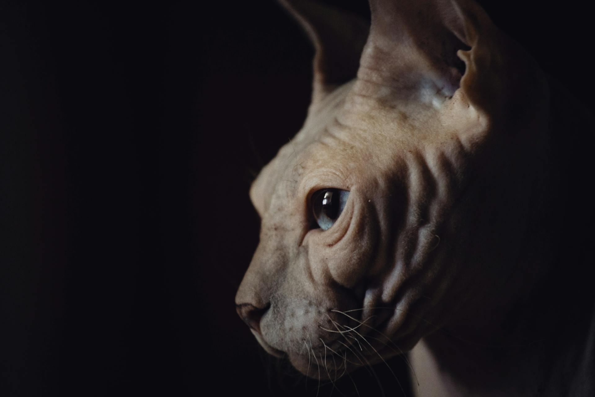 Close-up of Sphynx Cat on Black Background