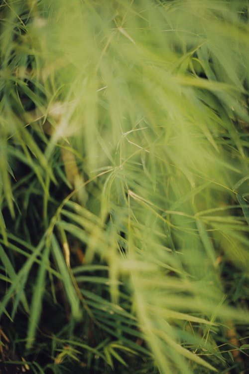 Green Plant in Close-up Photography