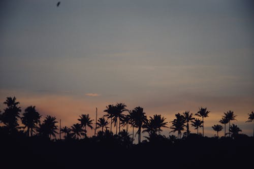 Palm Trees Silhouettes on Sunset