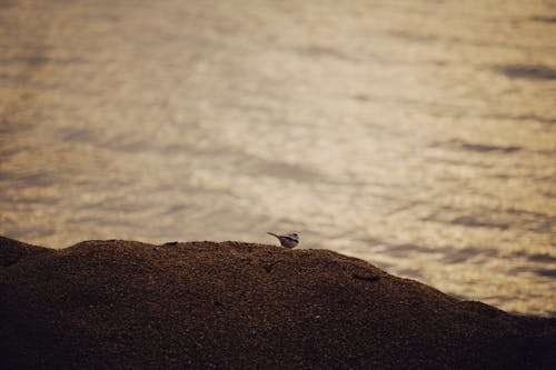 Bird on Sand on Beach