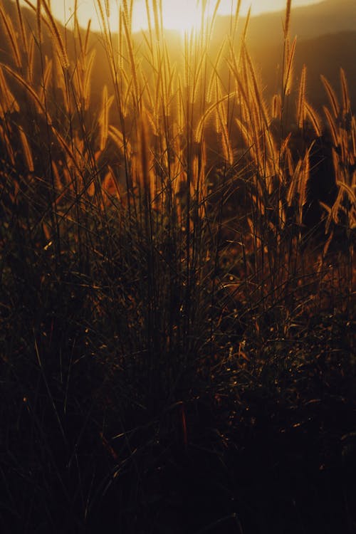 Dry Grass at Sunset
