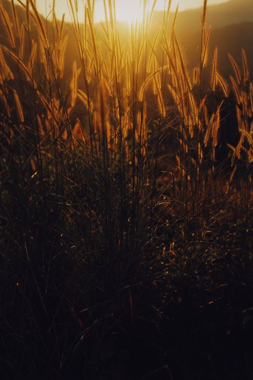 Free Warm sunset lighting up a tall grassy field in summer, capturing nature's tranquility. Stock Photo